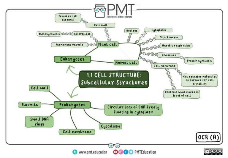 OCR-A---1-Cell-Level-Systems---Mind-Maps---1.1-Cell-structures-2